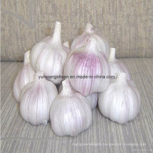 New Crop Normal White Garlic, Garlic Flake, Garlic Powder